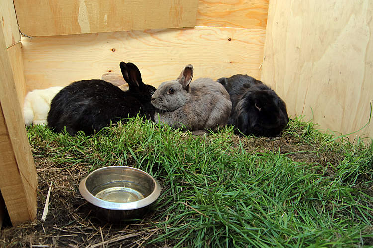 Huttenbouw Driebruggen_111